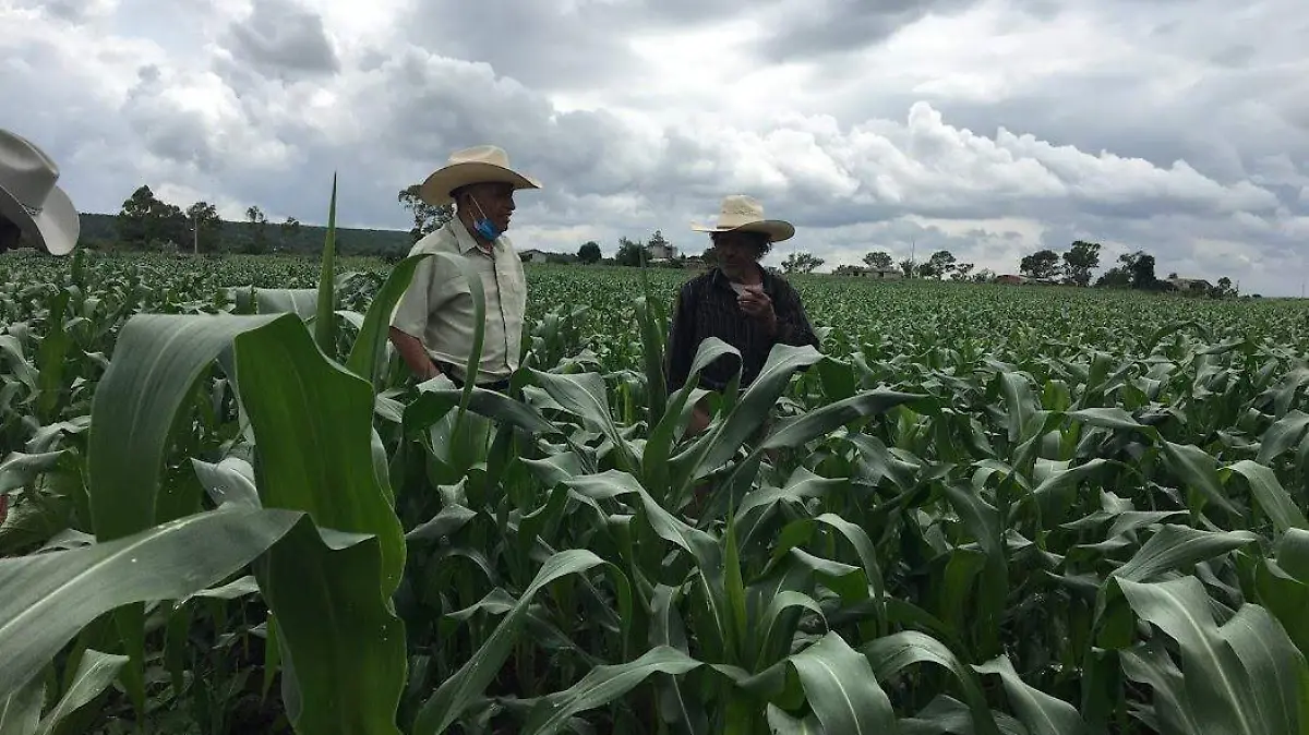 Mejora agrícola